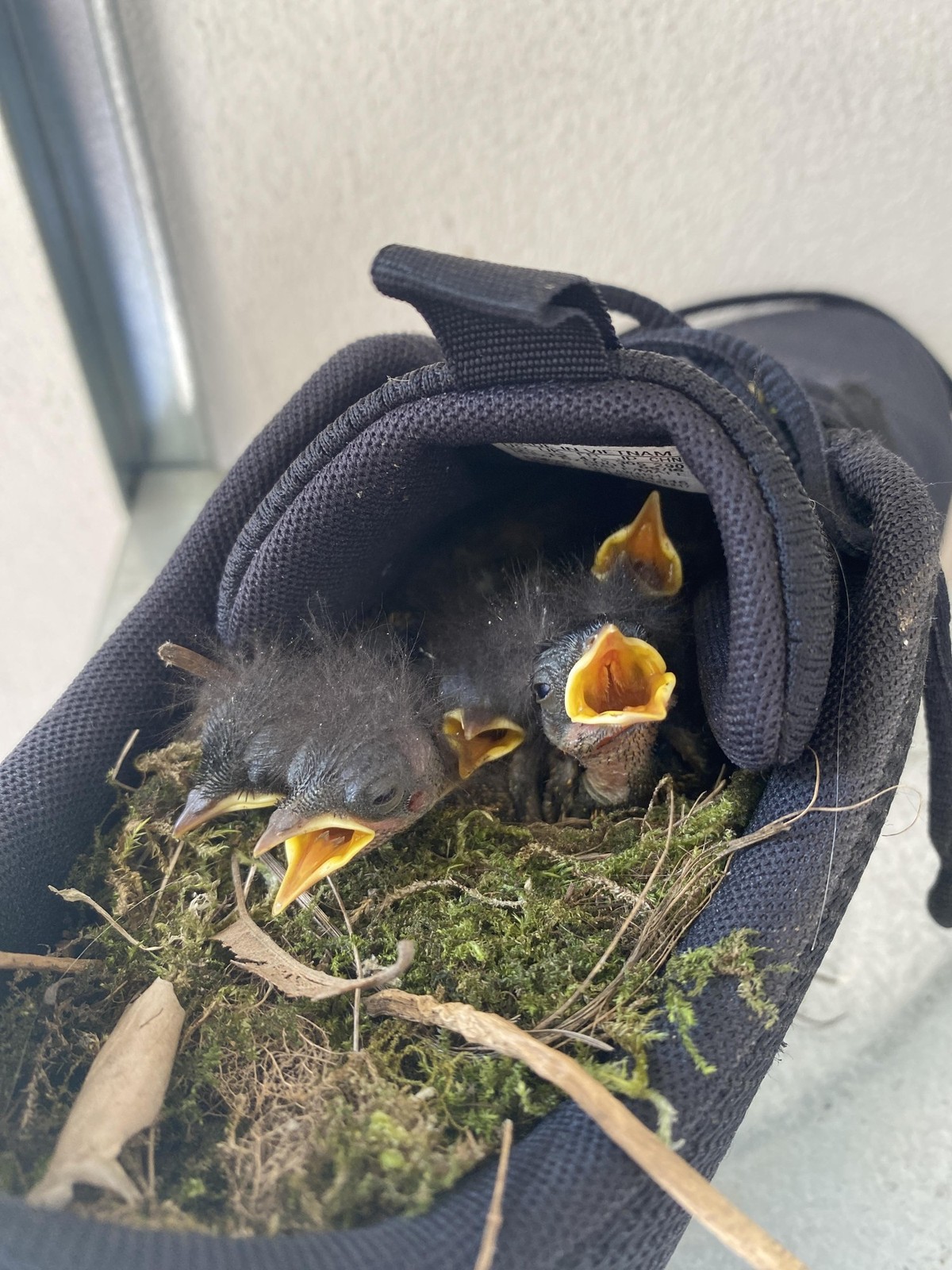 cute news tier vögel

https://www.reddit.com/r/de/comments/141cpbu/das_passiert_wenn_man_mal_2_wochen_lang_nicht/