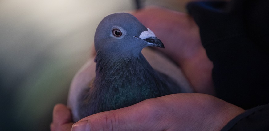 An employee of Pipa, a Belgian auction house for racing pigeons, shows a two-year old female pigeon named New Kim after an auction in Knesselare, Belgium, Sunday, Nov. 15, 2020. A pigeon racing fan ha ...