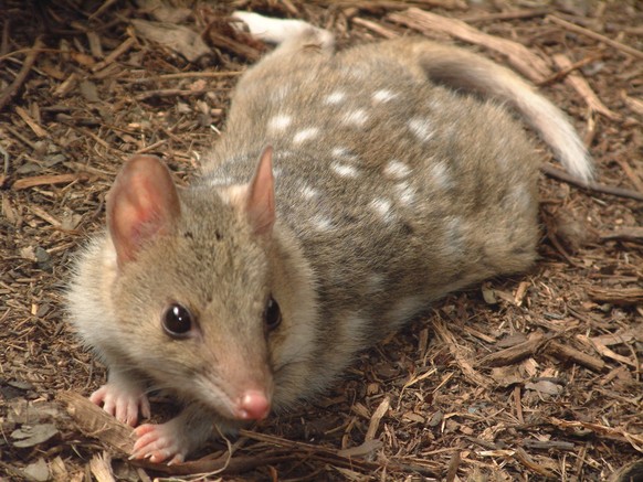 tüpfelbeutelmarder