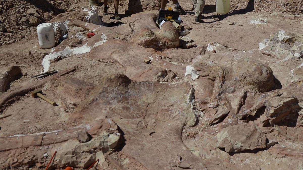 In Argentinien wurde eine neue Dinosaurier-Art entdeckt.