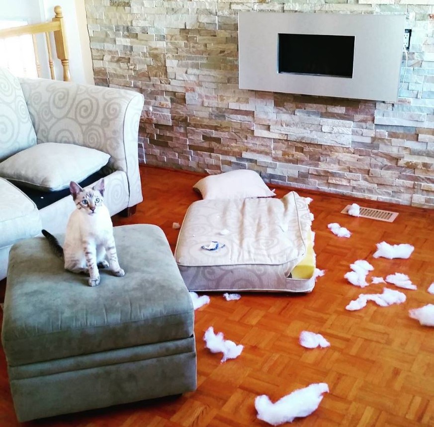 17 Beweise, dass man eine Katze niemals alleine lassen sollte