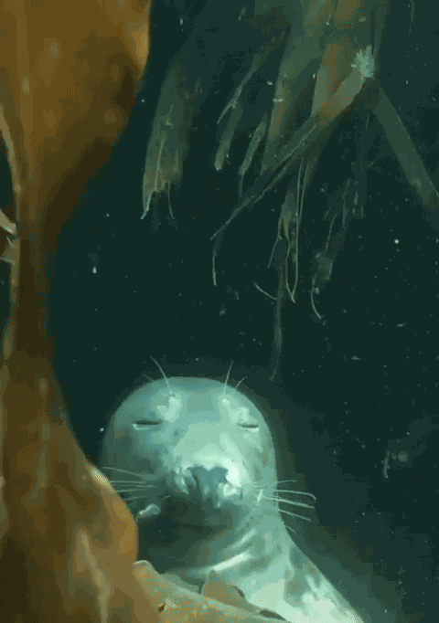 Animiertes GIF