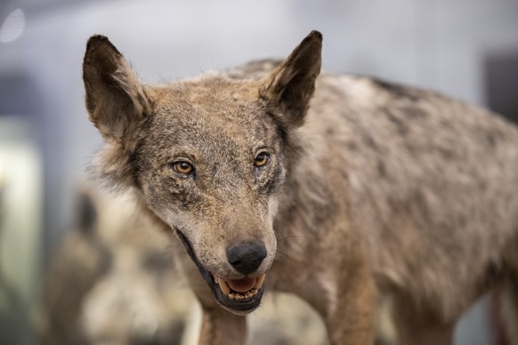 Ein Praeparat vom ersten Wolf im Kanton Zuerich, am Freitag, 13. Mai 2022, im Zoologischen Museum der Universitaet Zuerich in Zuerich. Der erste Wolf im Kanton Zuerich nach der Ausrottung vor ueber hu ...