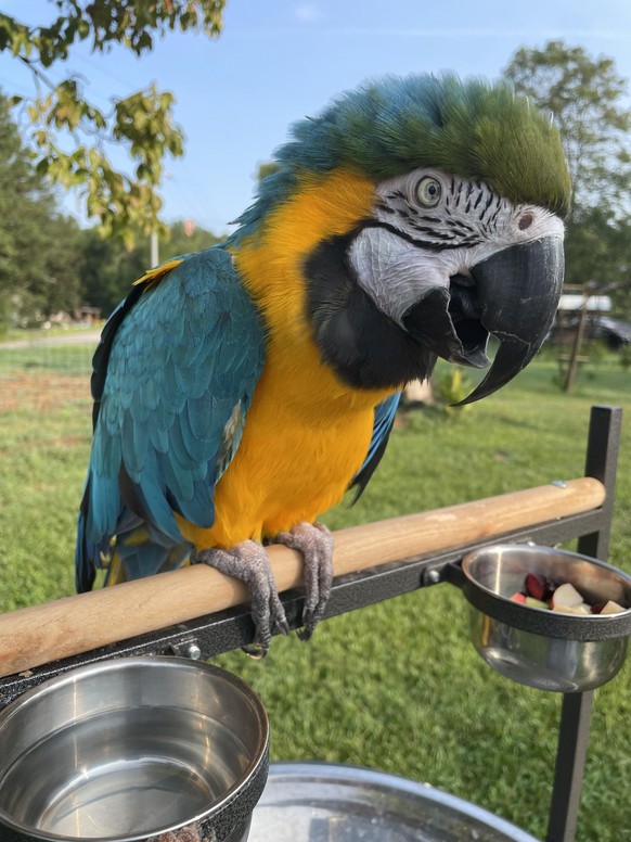 cute news tier papagei

https://www.reddit.com/r/parrots/comments/15y408w/help_with_a_65_year_old_macaw/