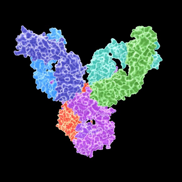 Illustration of the antigen binding fragment (Fab) of a rheumatoid factor autoantibody bound to the tail, or Fc (fragment crystallisable), region of its target immunoglobulin G antibody. Rheumatoid ar ...