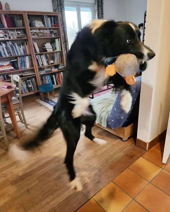 cute news tier hund

https://www.instagram.com/p/DIRAPOBCPfE/?img_index=8