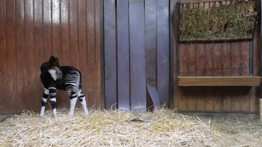 Okapi Basel Zoo 12. Oktober 2016