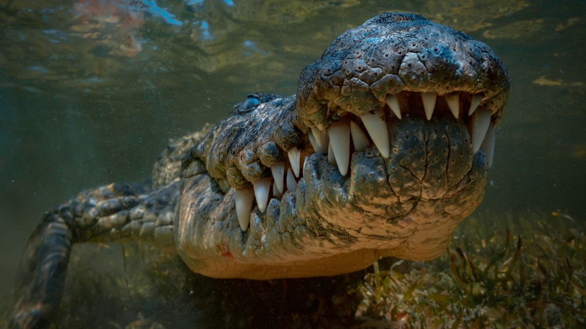 Krokodil