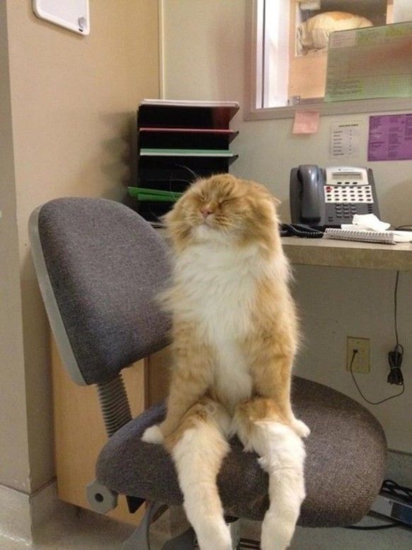 Fail: Katzen im Büro