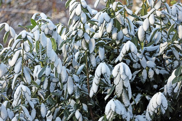 Neophyten und ungeeignete Gartenpflanzen Der beliebte, aber f�r die heimische Natur eher nutzlose Kirschlorbeer im Winter *** Neophytes and unsuitable garden plants The popular but rather useless cher ...