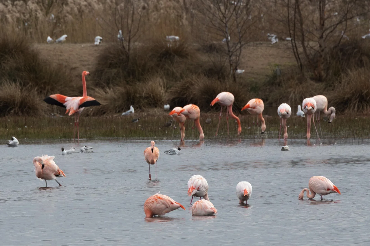 Flamingobalz in Deutschland. Flamingos im Wasser.

https://www.reddit.com/media?url=https%3A%2F%2Fpreview.redd.it%2Fflamingobalz-in-deutschland-v0-ta2xbqbdpjoa1.jpg%3Fwidth%3D1080%26crop%3Dsmart%26aut ...