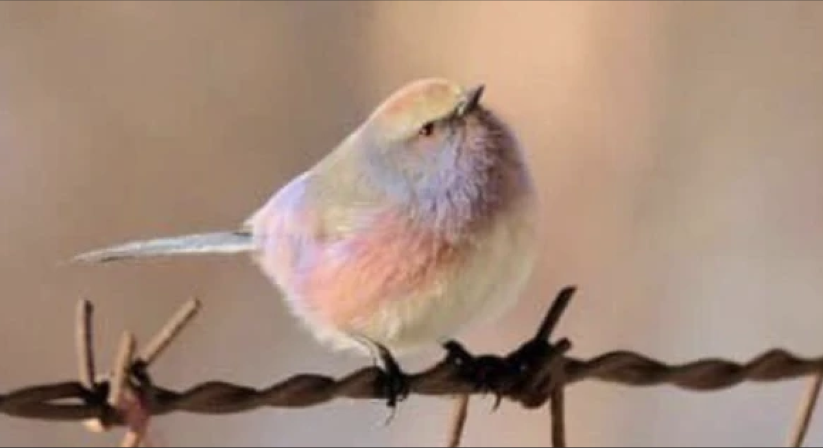 Mésange de Sophie