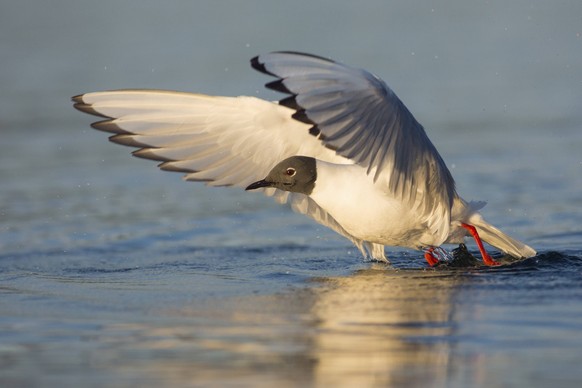 Bonapartem�we Chroicocephalus philadelphia, British Columbia, Kanada, Nordamerika Bonaparte s Gull Chroicocephalus philadelphia taking flight, British Columbia, Canada, North America Copyright: imageB ...