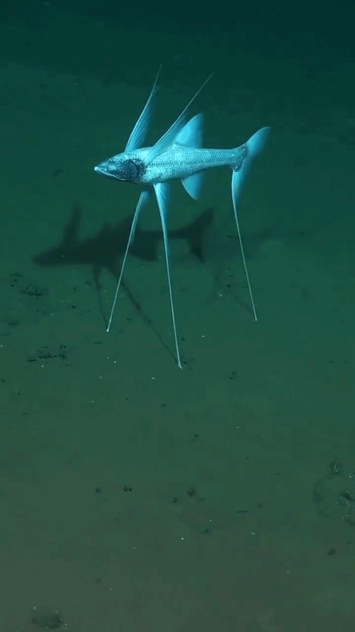 Animiertes GIF