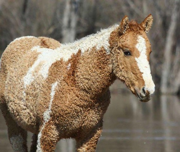 Normale Tiere und andere Dinge in besonderen Farben und darum von besonderer Schönheit.