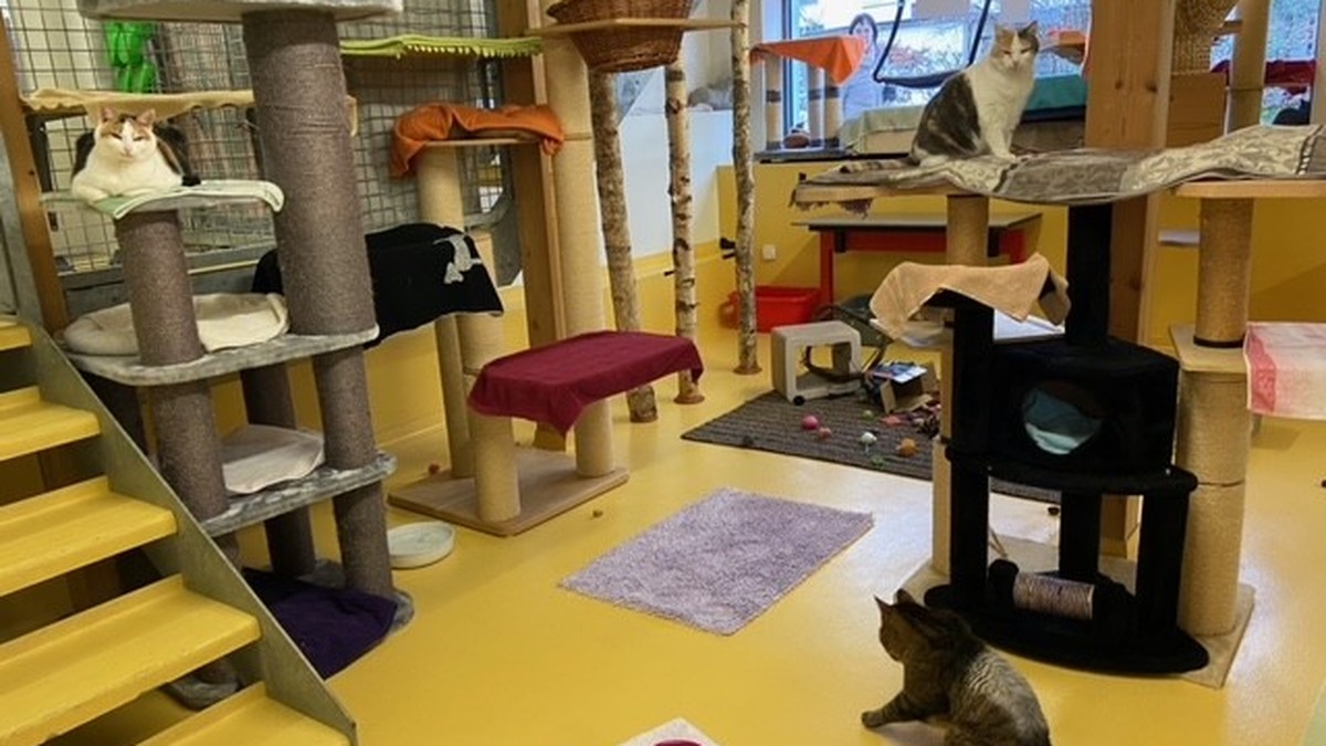 Im Erdgeschoss der Katzen-WG.