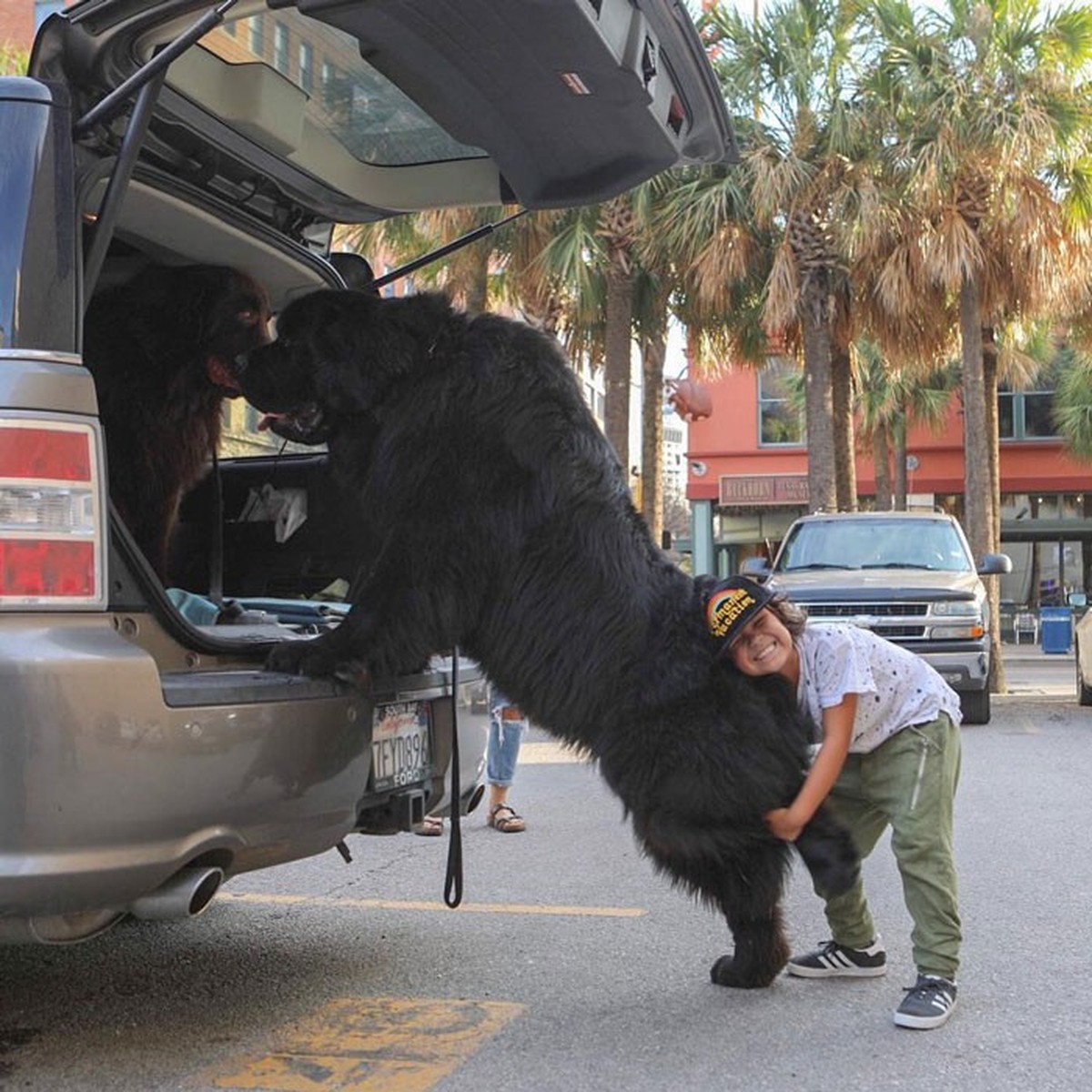 cute news animal tier hund dog

https://www.boredpanda.com/giant-dog-breeds/?utm_source=google&amp;utm_medium=organic&amp;utm_campaign=organic