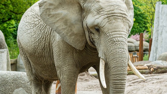 Elefant Heri Zoo Basel