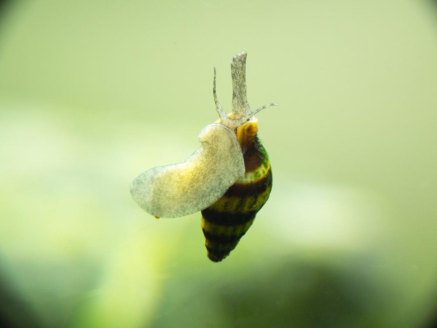 Süsswasserschnecke (Anentome helena)