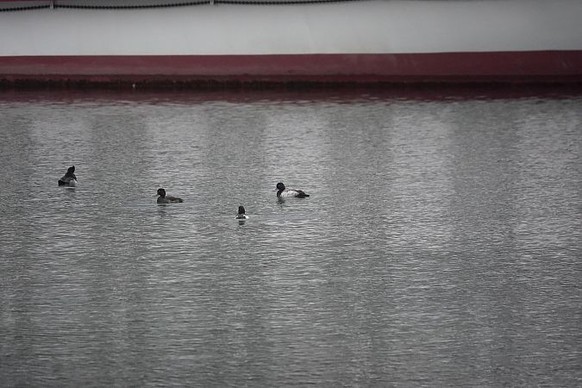 Kleine Bergente Reiherenten Neuenburg