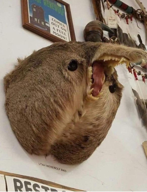 Hier bist du richtig! 28 lustige Fails, die dich heute durch den Tag bringen\nTchuligund der Ausdruck, aber ... Ist das ein sogenanntes ...A***gesicht?