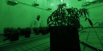 2017 war ein gutes Jahr für Kiffer: Der grosse Cannabis-Rückblick