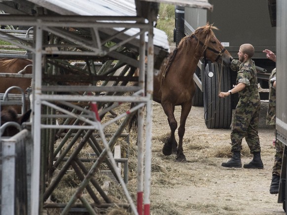 Das Militaer sichert die Pferde vom Hof von Ulrich K., der unter dem Verdacht der Quaelerei von Pferden steht, aufgenommen am Dienstag, 8. August 2017, in Hefenhofen. (KEYSTONE/Ennio Leanza)