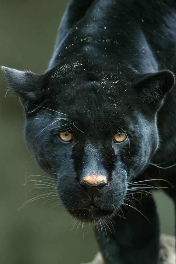 Jaguar, Schwarzer Jaguar, Schwarzer Panther, Schwarzer Panter (Panthera onca), schwarze Form, Portraet black jaguar (Panthera onca), black individual BLWS185472
Jaguar Schwarzer Jaguar Schwarzer Pant ...