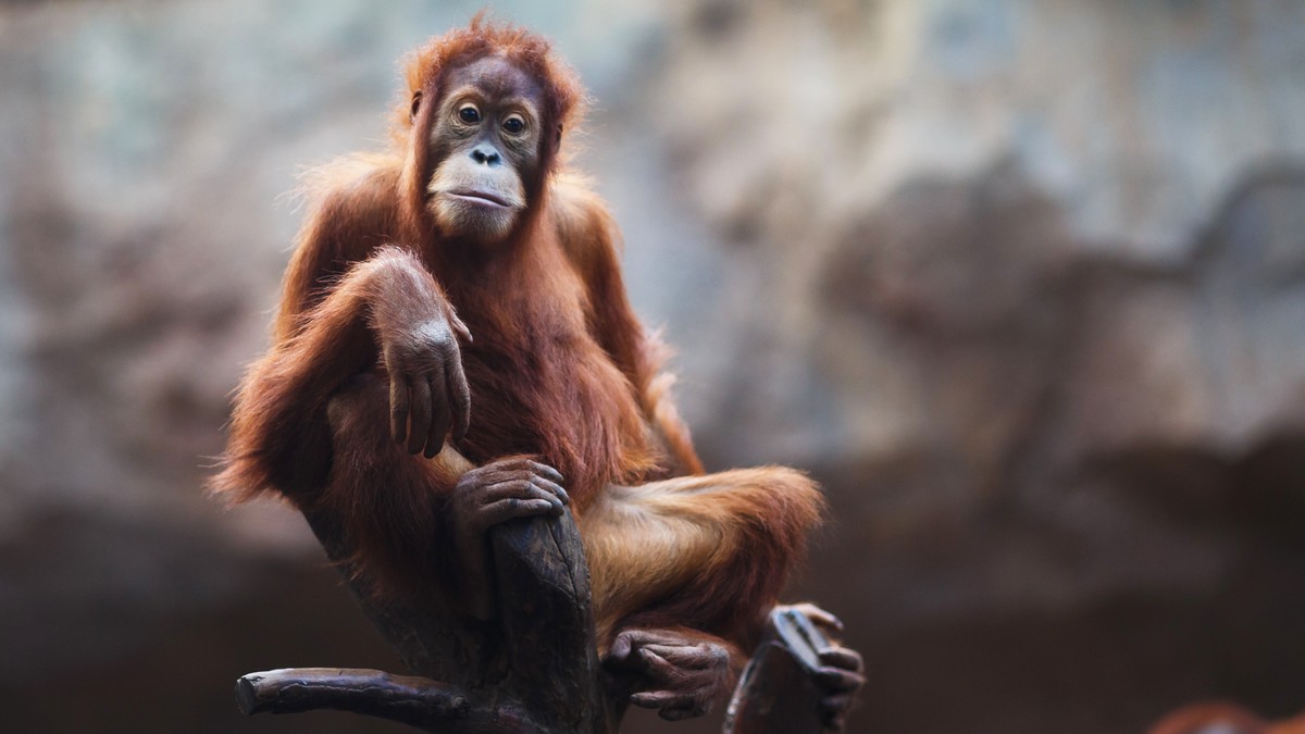 Orang Utan im Leipziger Zoo.