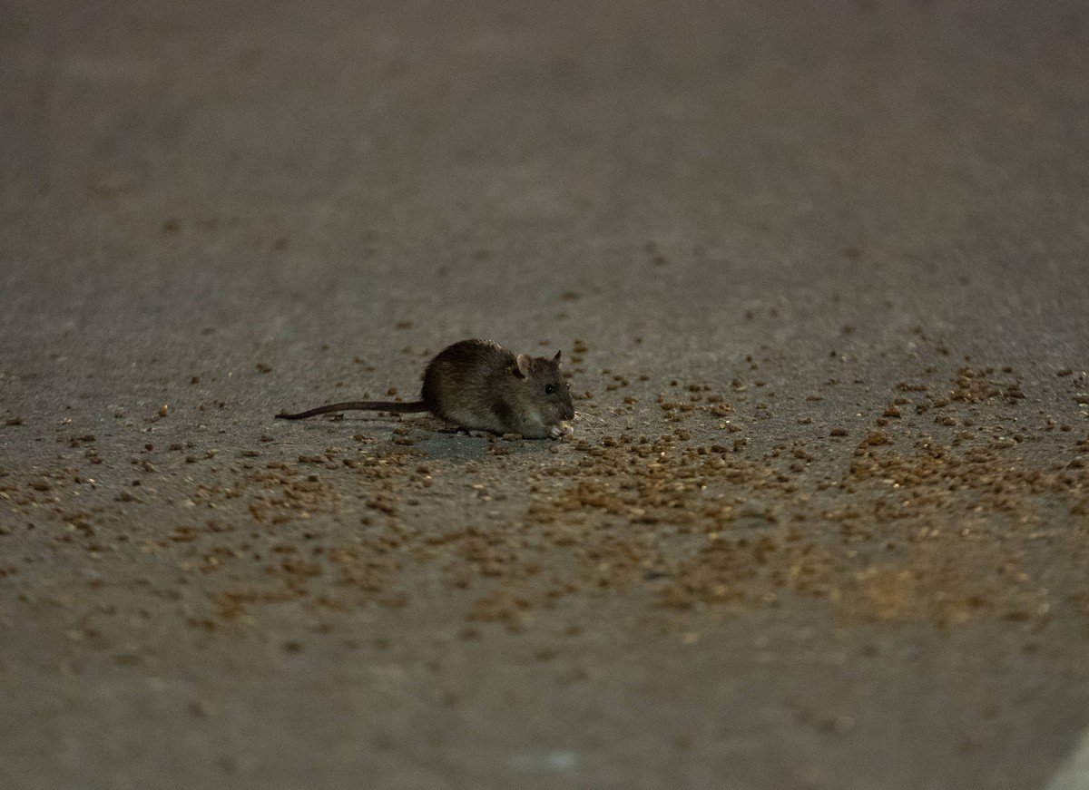 New York Citys rat population on the rise NEW YORK, UNITED STATES - NOVEMBER 21: New York Citys rat population continues to draw attention as sightings increase across several boroughs in United State ...