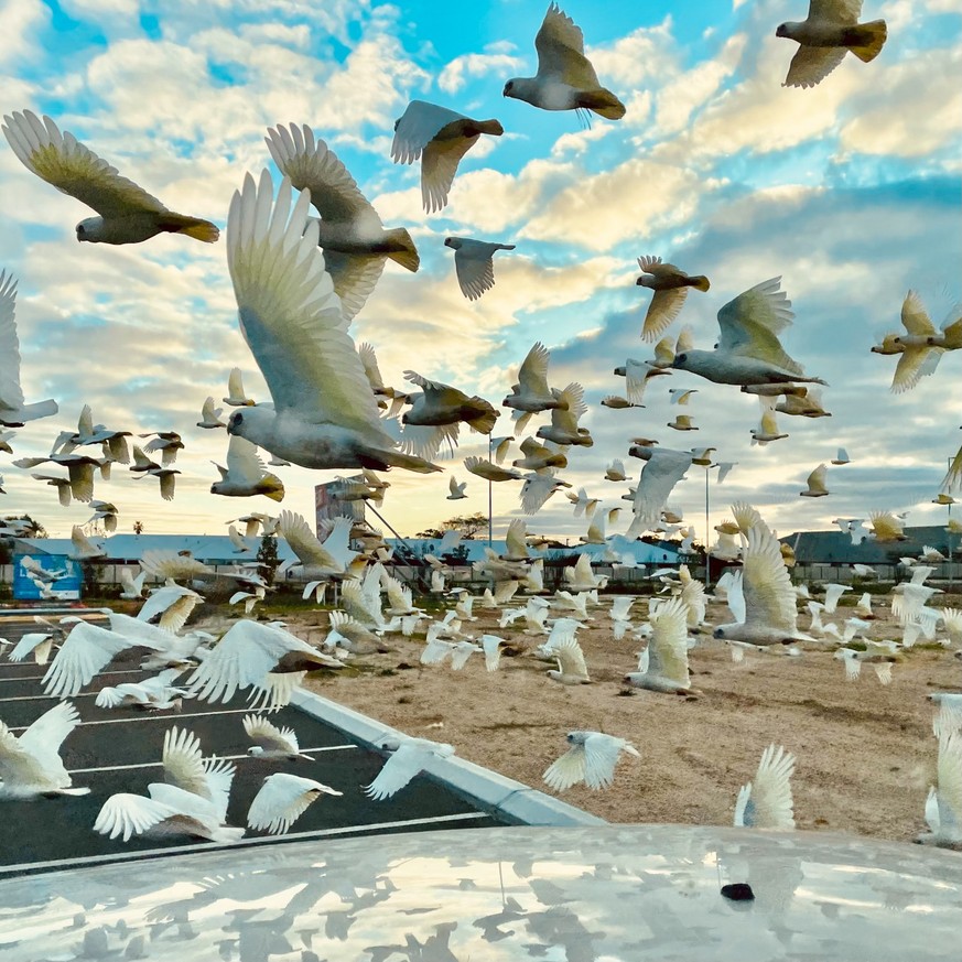 Ein Vogelschwarm in Busselton, Westaustralien, aufgenommen mit dem iPhone 12 Pro.