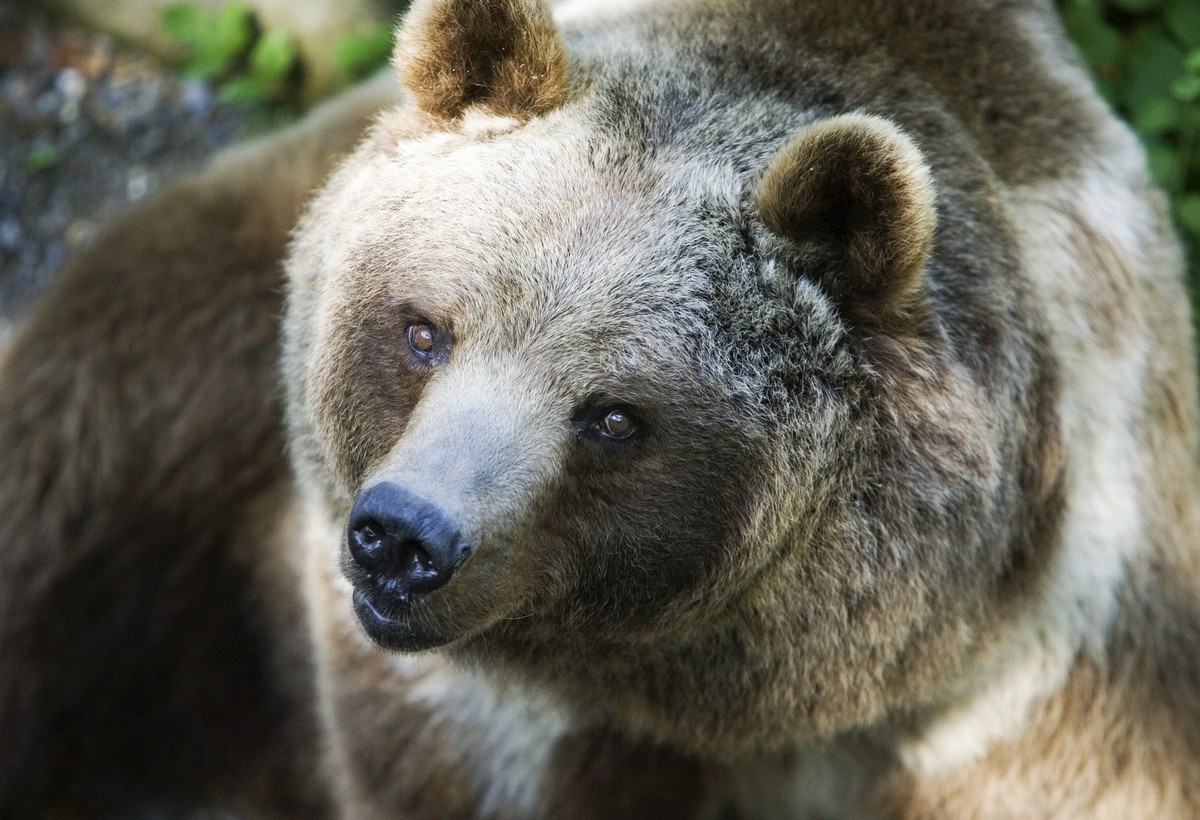 Ein Braunbaer (Ursus arctos) im Baerengraben in Bern am 10. Juli 2006. (KEYSTONE/Gaetan Bally) 

A brown bear (Ursus arctos) in the Bear Pits in Berne on July 10, 2006. (KEYSTONE/Gaetan Bally)