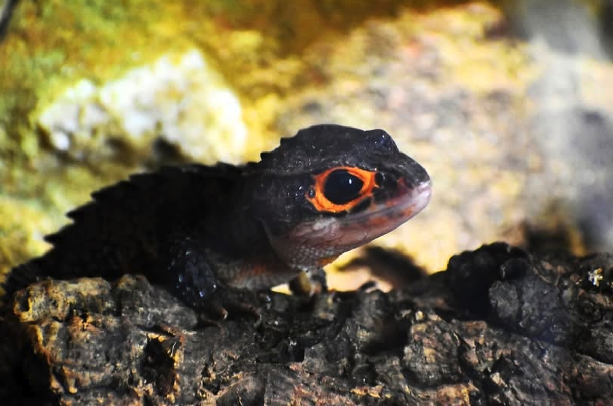 Rotaugen-Buschkrokodil

https://www.facebook.com/dieProZooSeite/photos/orangeaugen-helmskink-oder-rotaugen-buschkrokodil-tribolonotus-gracilis-im-zoo-h/1469696455201832/