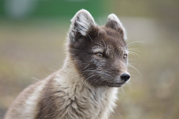 Nahaufnahme eines Polarfuchs auf Spitzbergen Vulpes lagopus Close-up of an Arctic fox on Spitsbergen Vulpes lagopus Copyright: imageBROKER/SunbirdxImages iblmup13610090.jpg Bitte beachten Sie die gese ...