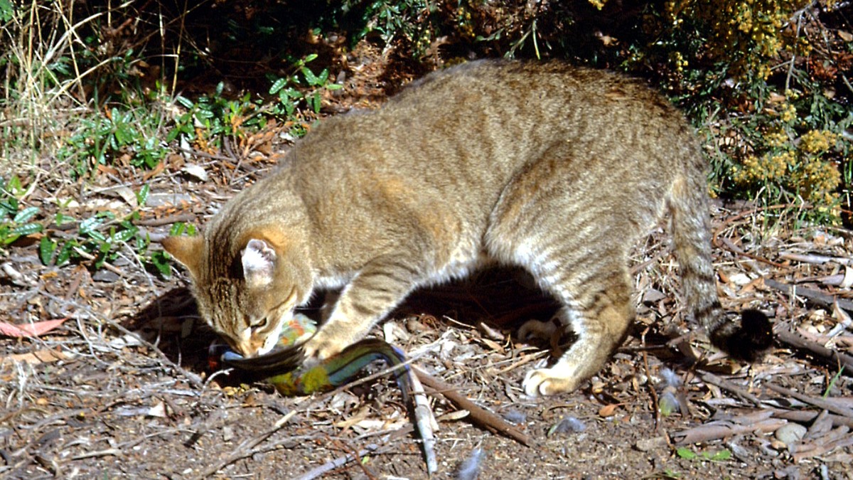 In this undated photo provided by the Department of the Environment, a feral cat catches and eats a crimson rosella bird at an unknown location in Australia. Researchers have found that much of the Au ...