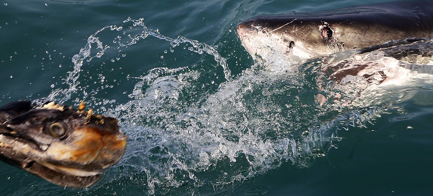 In this Thursday, Aug. 11, 2016, photo, a great white shark tries to bite a fish head being trolled though the water as researchers chum the ocean looking for sharks off Gansbaai, South Africa. Extens ...