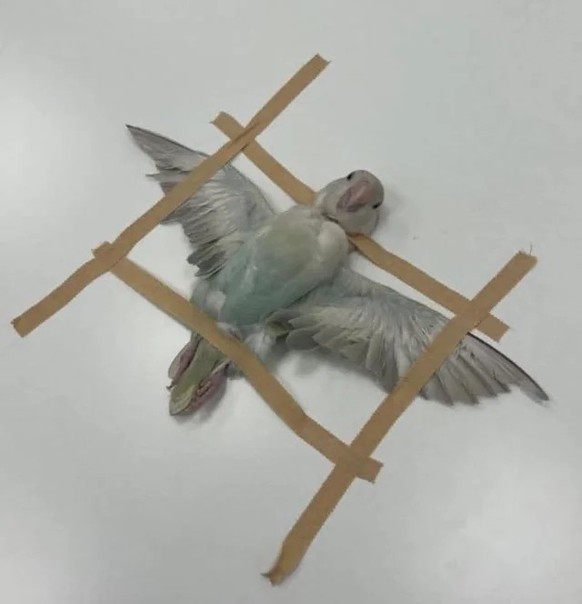 cute news tier 

https://www.reddit.com/r/Damnthatsinteresting/comments/1kbzx09/some_of_my_favorite_images_of_animals_getting_ct/#lightbox