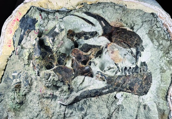 Lucy Camarasaurus Dinosaurierfund Aathal