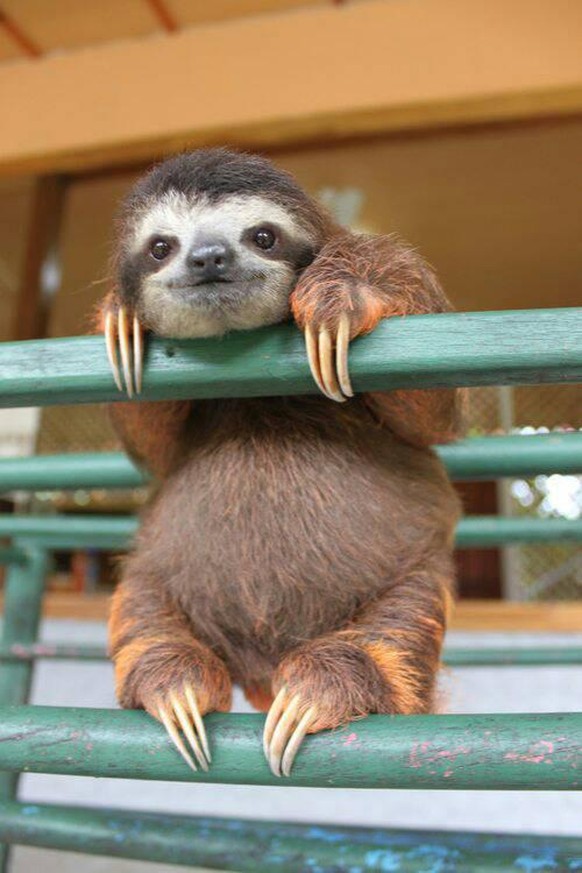 sloth faultier cute news tier animal

https://imgur.com/gallery/oPXo3kl