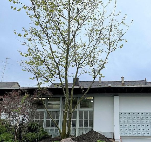 Diese junge Platane ersetzt den rund 80-jährigen Baum, der beim Eingang stand.