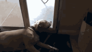 Animiertes GIF