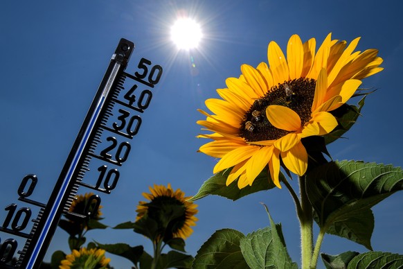 epaselect epa06913418 A thermometer among sunflowers shows an outside temperature of 39 degrees celsius in Kamp-Lintfort, Germany, 27 July 2018. According to metereologists, temperatures are expected  ...