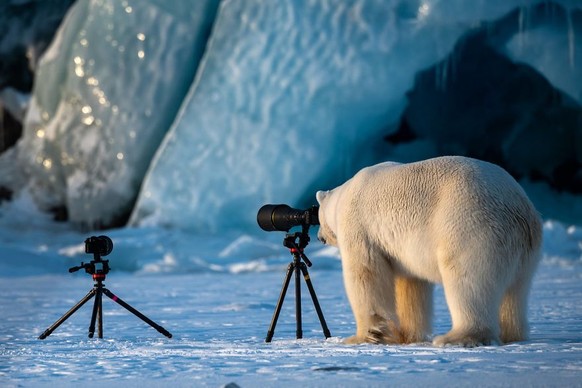 Immer schön lächeln, das Weekend steht an – aber vorher gibt&#039;s noch lustige Tierbilder
Ich mag die Wildlife Comedy Award Finalisten.. Der Bär hier ist auch grade am CN Schauen