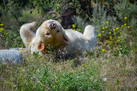 A Playful Kermode Bear, This special Kermode Bear also commonly known as spirit or ghost bears playing on the ground.