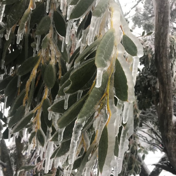 Eindrücke aus dem winterlichen Eukalyptus-Wald.