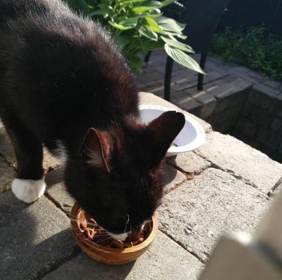 Katze Eingewöhnen Tipps Für Einen Guten Start Zooroyal