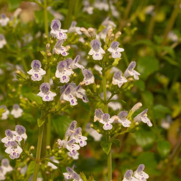 Steppen-Salbei (Salvia nemorosa)