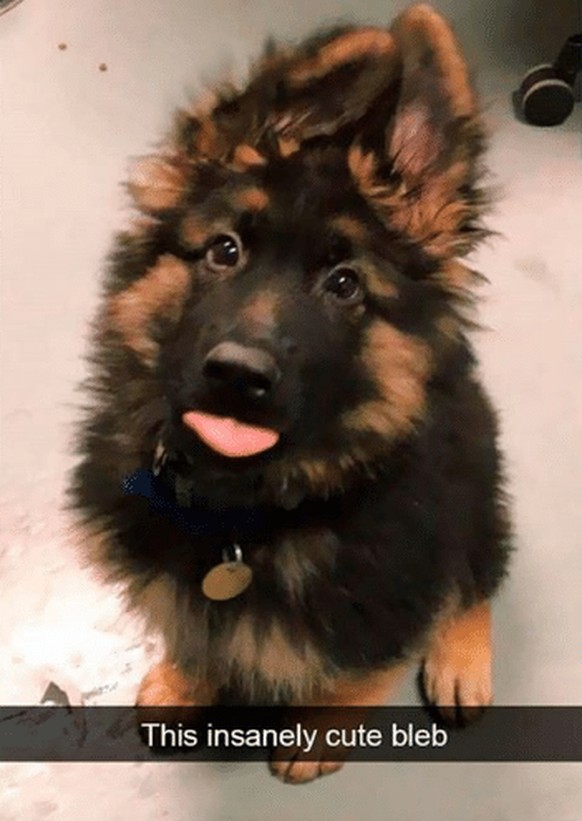 Herziger Hund
Cute News
https://me.me/i/this-insanely-cute-bleb-21134142