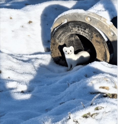 Animiertes GIF