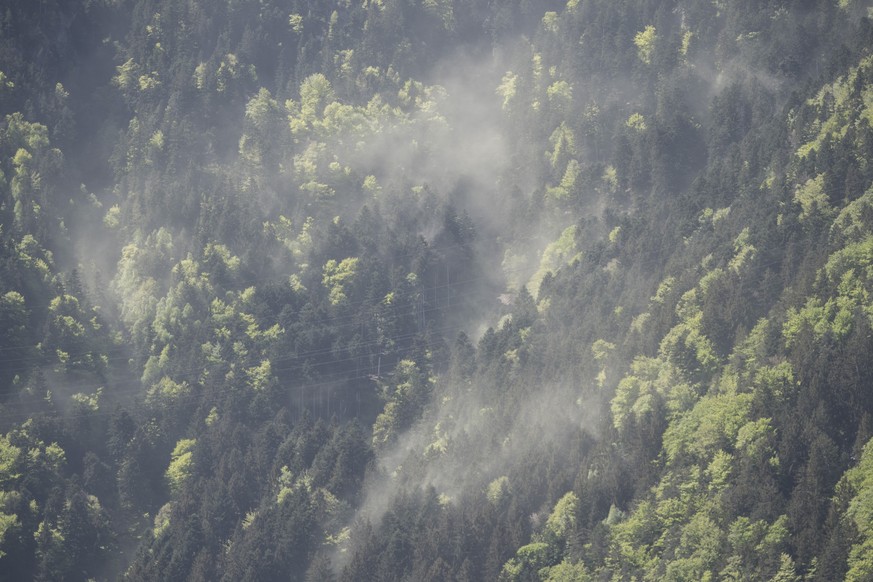 Der Urner Foehn sorgt an den Rottannen bei Erstfeld im Urner Reusstal fuer einen Pollensturm, am Freitag, 27. April 2018. (KEYSTONE/Urs Flueeler)